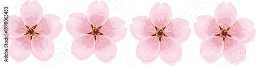 Delicate Pink Cherry Blossom Sakura Flower Set Watercolor Style Vector Illustration on Clean White Background