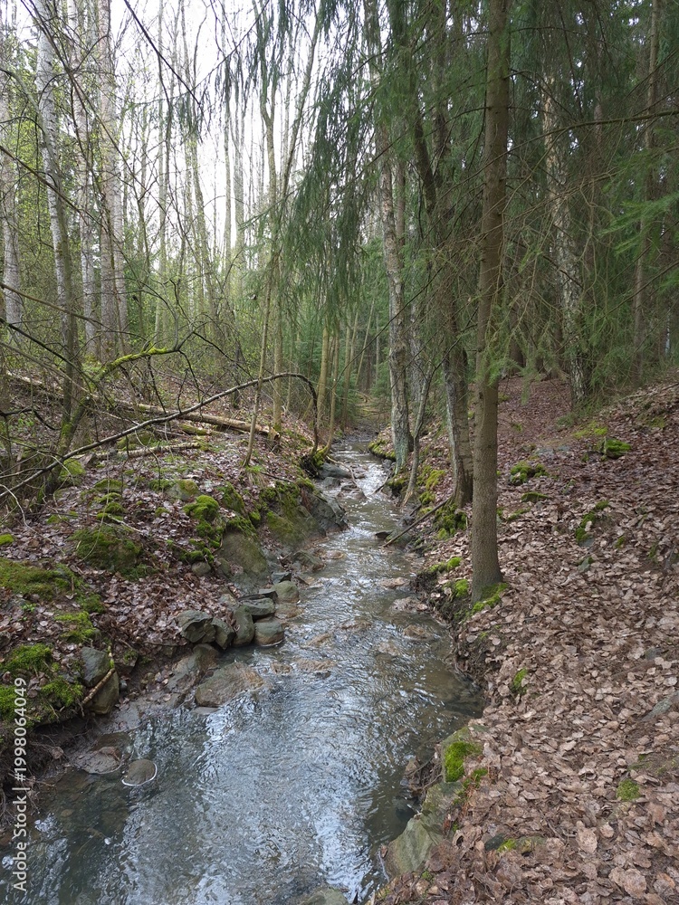 Obraz premium river in the forest