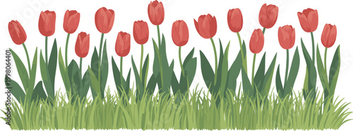 Red tulips in grass border, spring flowers landscape for garden decoration and natural floral scenery backgrounds