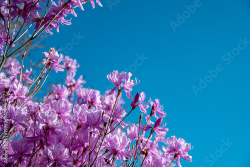 青空に映えるミツバツツジ