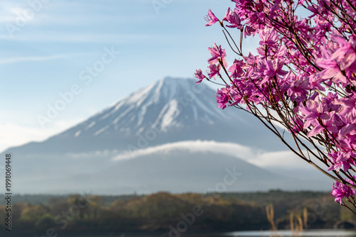 精進湖から望む富士山とミツバツツジ