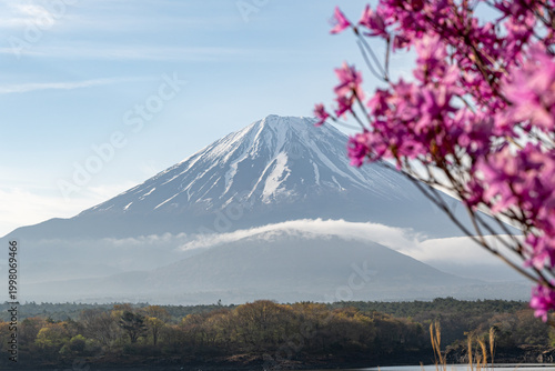 精進湖から望む富士山とミツバツツジ