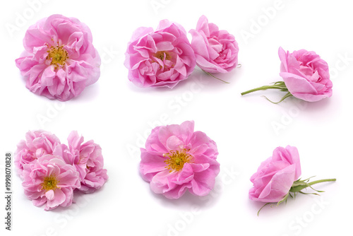 pink damask rose set,  Bularian kazanlik rose collection isolated on white background