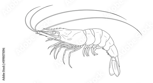 Intricate black and white line drawing of a single shrimp showing detailed legs, shell, and long antennae on a clean white background.