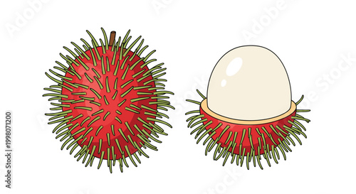 Colorful illustration of a bright red rambutan and one peeled to show the white translucent fruit inside isolated on a white background.