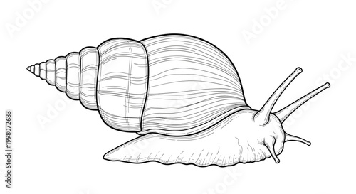 Highly detailed black and white sketch of a land snail showing its spiraling shell and textured body for biological study and observation.
