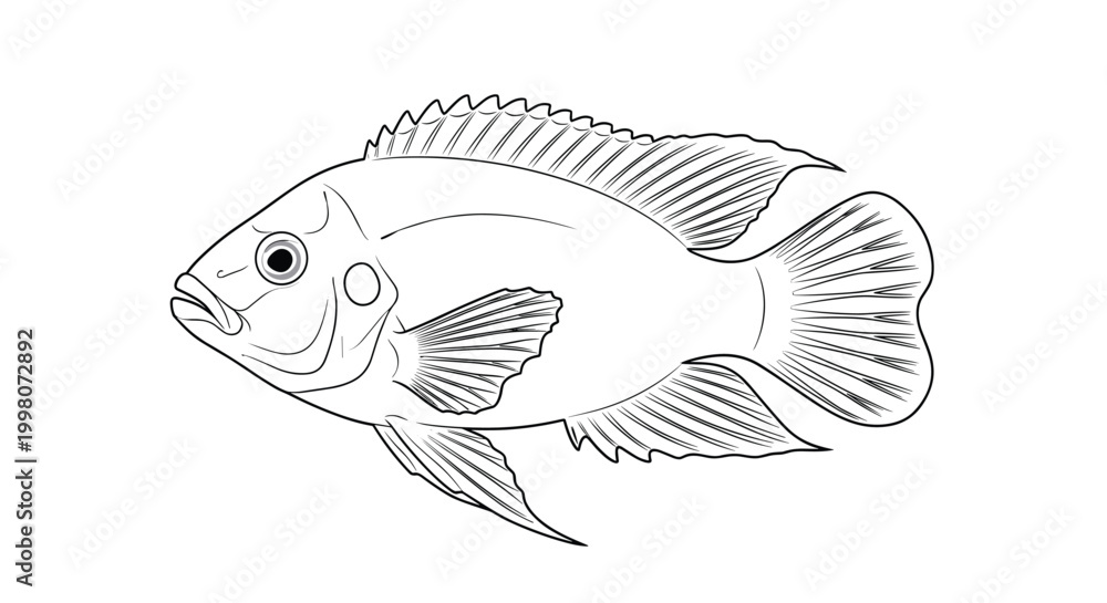 Fototapeta premium Detailed scientific line art illustration of a cichlid fish showcasing its intricate fins and scales drawn in a traditional black and white style.