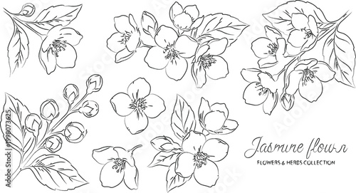 Minimalist hand drawn line art illustration of jasmine flowers,  perfect for botanical prints or coloring book pages.