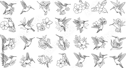 Hummingbird and floral illustration collection featuring delicate birds in motion with flowers and botanical elements in detailed line art vector design