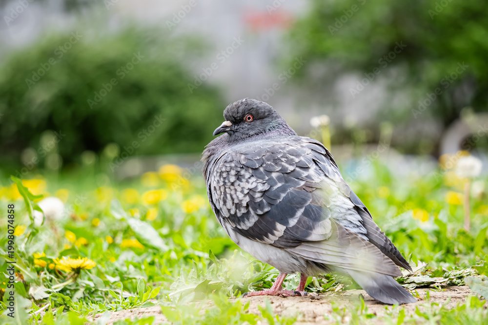 Fototapeta premium A full-body profile shot of a grey rock pigeon standing in a green meadow filled with yellow dandelions. Soft, blurred background. High-quality urban wildlife photography for nature and editorial use.