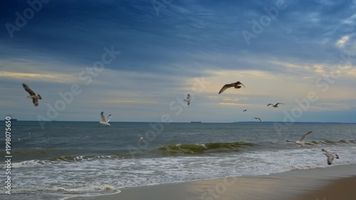 Flock of seagulls flying low over Atlantic Ocean waves. Multiple seagulls gliding above white waves on a New York sandy beach under a blue cloudy sky.
