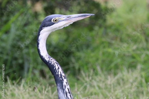 Black Headed Heron pose