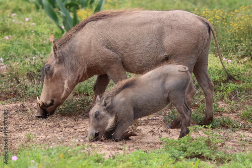 Grazing Warthog