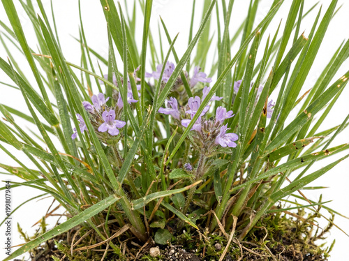 Purple Flowering Grass Plant in Soil and Moss