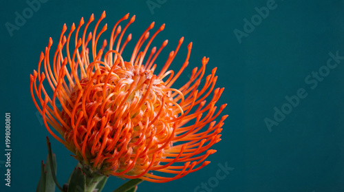 Orange Pincushion Protea on Teal Background