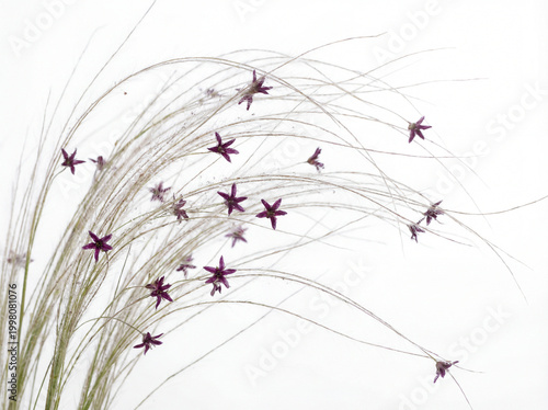 Minimalist Botanical Design with Purple Flowers
