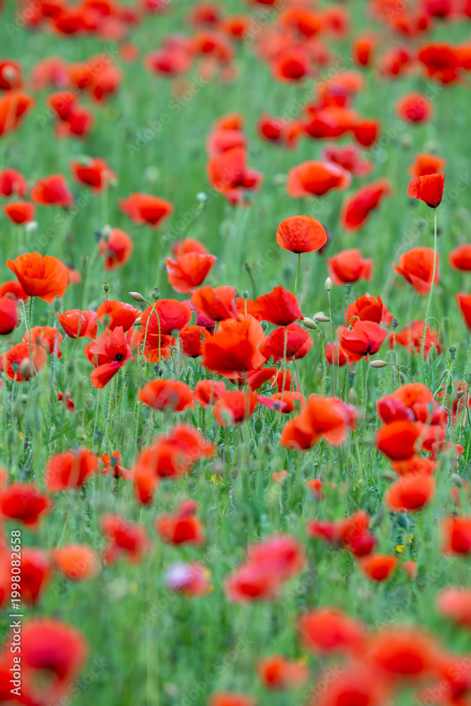 Fototapeta premium Common poppy season, Spain, Europe, Papaver rhoeas 