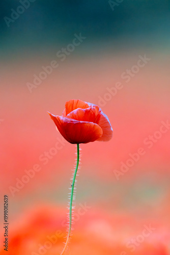 Fotografía Common poppy season, Spain, Europe, Papaver rhoeas