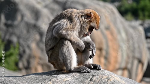 Barbary macaque with thick grey and tan fur sits on a textured grey rock and carefully grooms its chest. The primate is looking down while picking through its fur in the sunlight.