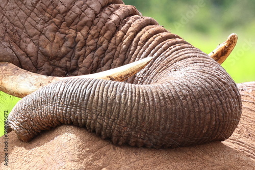 Elephant resting trunk and tusks
