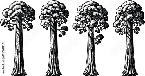 Black and white stylized silhouette illustration set of tall trees with thick trunks and rounded foliage clusters, perfect for botanical, artistic, and design purposes