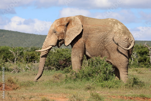 Dusty elephant