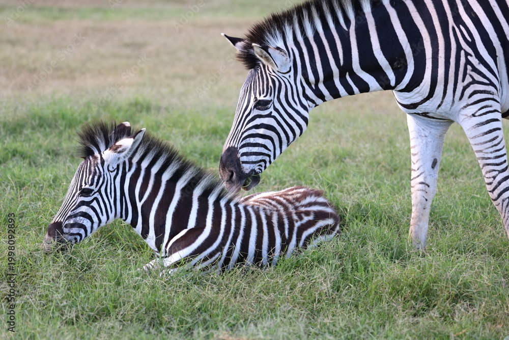 Obraz premium Mother Zebra with baby