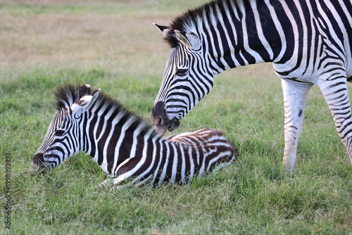 Mother Zebra with baby