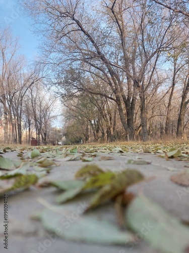 Perspectiva of a park alley covered with allen leaves, low angle shot  