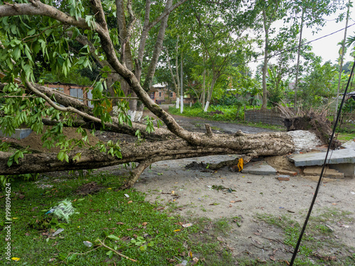Photos Large Uprooted Tree Blocking Path After Severe Storm Damage