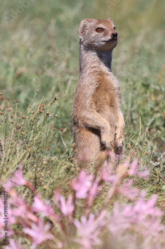 Standing Meerkat