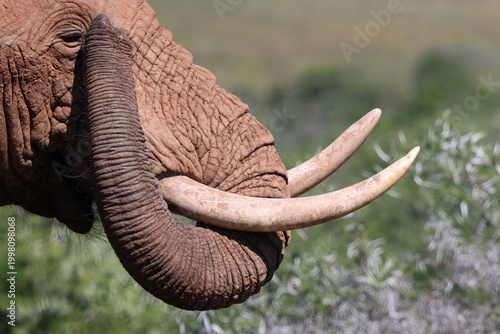 Elephant tusk and trunk