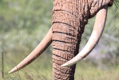 Elephant tusks