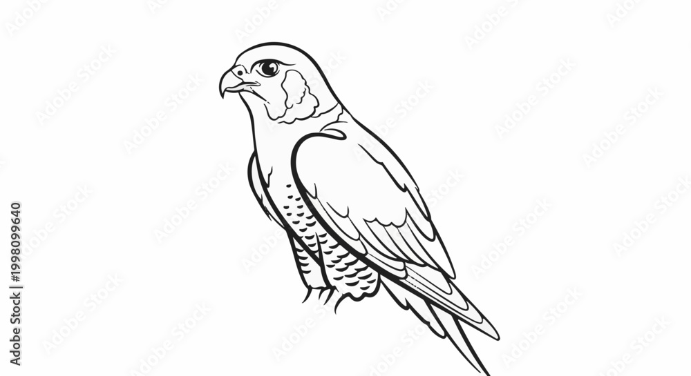 Fototapeta premium Detailed line drawing of a perched falcon