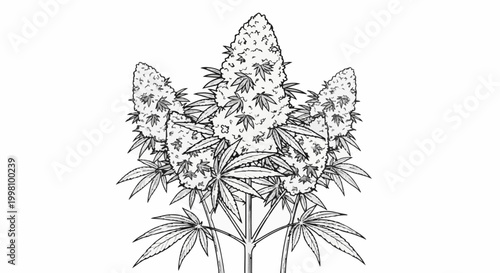 Detailed black and white illustration of a flowering cannabis plant with multiple buds