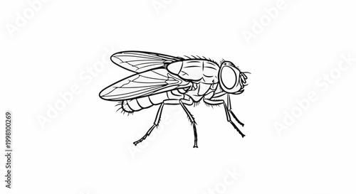 Detailed line art illustration of a common housefly from a side profile