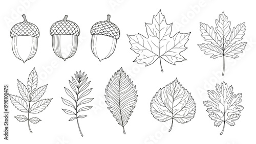Hand-drawn sketches of various tree leaves and acorns showing detailed veins and textures in a vintage botanical style.