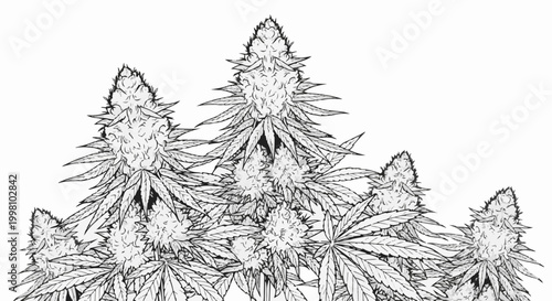 Detailed sketch of cannabis buds with prominent leaves against white background