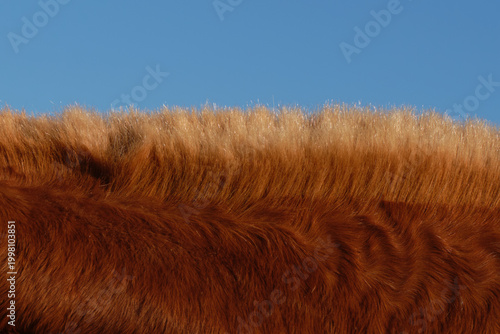 Fotografía Close-up of brown horse mane with soft hair texture against clear blue sky