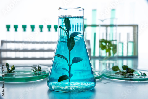 Foto Green plant growing in laboratory glass flask with blue liquid, biotechnology and in vitro plant research concept, controlled environment experiment for sustainable agriculture and plant science