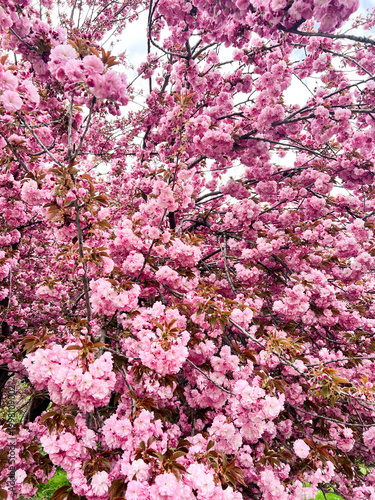 A photo of an incredibly beautiful spring blooming pink cherry tree – Sakura. Sakura branches with beautiful pink flowers.