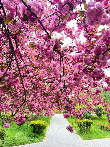 A photo of an incredibly beautiful spring blooming pink cherry tree – Sakura. Sakura branches with beautiful pink flowers.