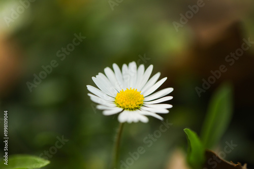 white daisy flower. Flowers background. Beauty. Garden. Gift. Nature. Spring time. Summer