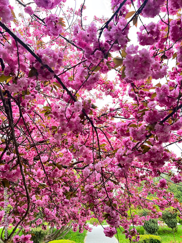 A photo of an incredibly beautiful spring blooming pink cherry tree – Sakura. Sakura branches with beautiful pink flowers.