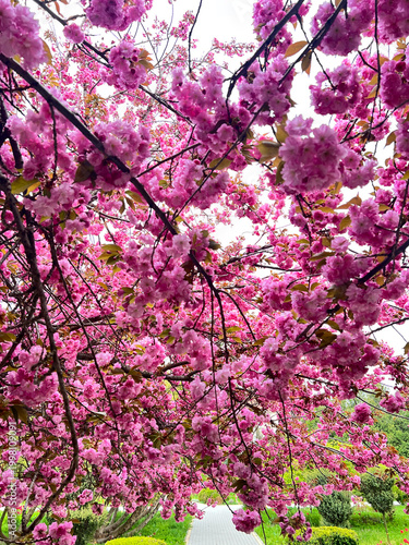 A photo of an incredibly beautiful spring blooming pink cherry tree – Sakura. Sakura branches with beautiful pink flowers.