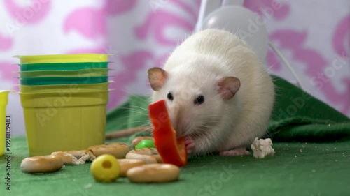 Large size domestic white rat on a green table