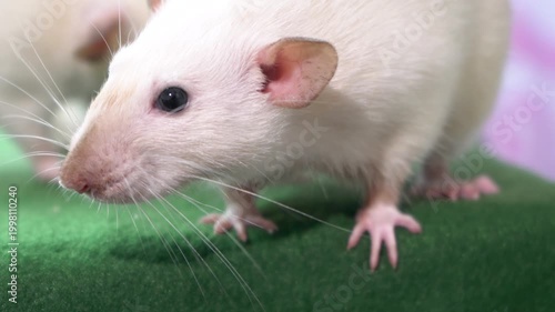 Large size domestic white rat on a green table