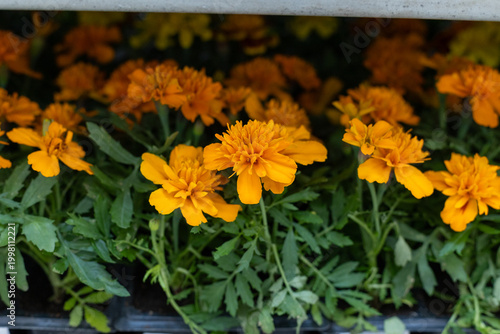 Orange marigolds on a shelf in the store