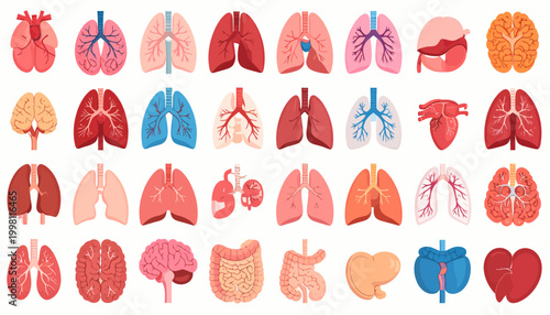 Extensive collection of human internal organs in vibrant flat design illustrations, perfect for medical education, biology lessons, and health awareness infographics