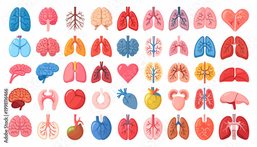 A vibrant and comprehensive collection of essential human internal organs, illustrating core anatomical structures for biology, health, and medical educational resources